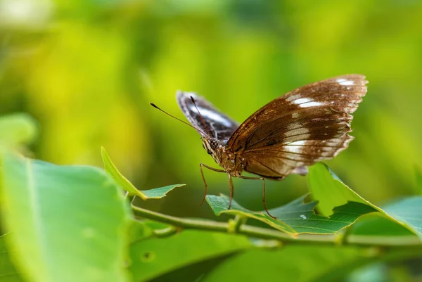 Common Eggfly Hypolimnas Bolina Красивая Цветная Бабочка Азиатских Австралийских Кустов — стоковое фото