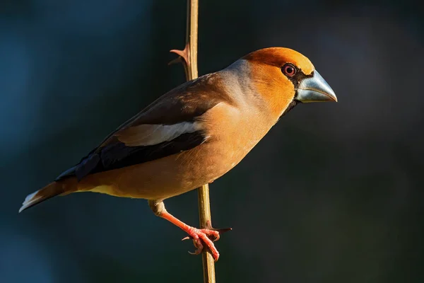 Hawfinch Coccothraustes Coccothraustes Beautiful Colored Perching Bird Old World Forests — Stock Photo, Image