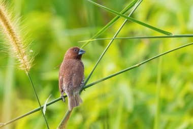 Pullu göğüslü Munia - Lonchura punctulata, Güneydoğu Asya ormanları ve ormanlarından güzel küçük kahverengi tünemiş kuş, Pangkor, Malezya.