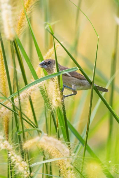 Skala Bröst Munia Lonchura Punctulata Vackra Små Bruna Sittande Fågel — Stockfoto