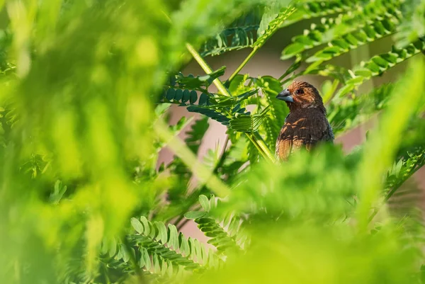 スカリーブレストムニア ロンチュラパンコール マレーシア 東南アジアの森林や森林からロンチュラータ 美しい小さな茶色の羽状の鳥 — ストック写真