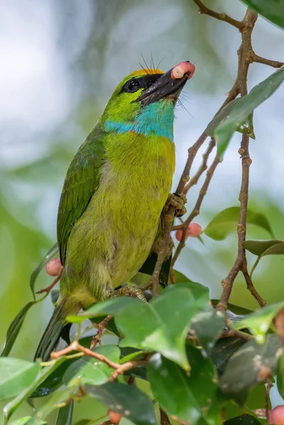 Barbet Amarelo Coroado Psilopogon Henricii Belo Barbet Colorido Florestas Bosques — Fotografia de Stock