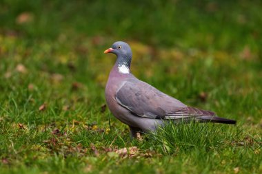 Woodpigeon - Columba palumbus, Avrupa ormanlarından güzel renkli güvercin, Zlin, Çek Cumhuriyeti.