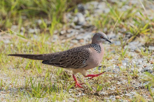 Spotted Dove Spilopelia Chinensis Common Beautiful Dove Southeast Asian Forests — Stock Photo, Image