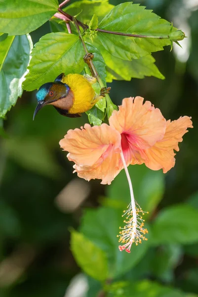 Sunbird Garganta Llana Anthreptes Malacensis Hermoso Sunbird Colores Jardines Bosques — Foto de Stock