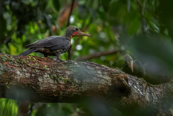 Great Slaty Woodpecker Mulleripicus Pulverulentus Large Rare Woodpecker Southeast Asian — Stock Photo, Image