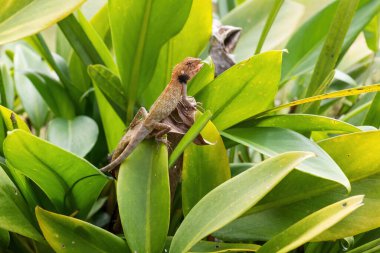 Oriental Garden Kertenkelesi - Calotes versicolor, Asya ormanlarından ve çalılardan gelen renkli değişken kertenkele, Pangkor Adası, Malezya.