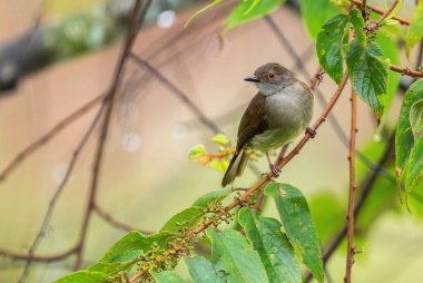 Gözlüklü Bulbul - Pycnonotus erythropthalmos, Güneydoğu Asya ormanları ve ormanlık alanlardan gelen utangaç tüneyen kuş, Mutiara Taman Negara, Malezya.