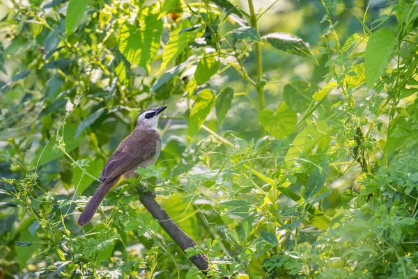 Κίτρινο Αεριζόμενο Bulbul Pycnonotus Goiavier Ντροπαλό Κρυμμένο Πουλί Κούρνιας Από — Φωτογραφία Αρχείου