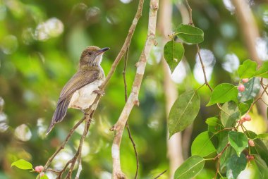 Mountain Bulbul - Ixos Mcclellandii, Güneydoğu Asya ormanları ve ormanlarından tünemiş utangaç bir kuş, Mutiara Taman Negara, Malezya.