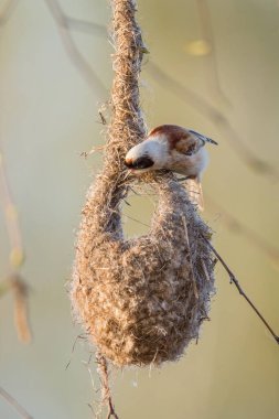 Penduline Tit - Remiz pendulinus, beatiful special perching bird building unique nest, European reeds and fresh water shores, Morava river, Czech Republic.