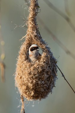 Penduline Tit - Remiz pendulinus, beatiful special perching bird building unique nest, European reeds and fresh water shores, Morava river, Czech Republic.