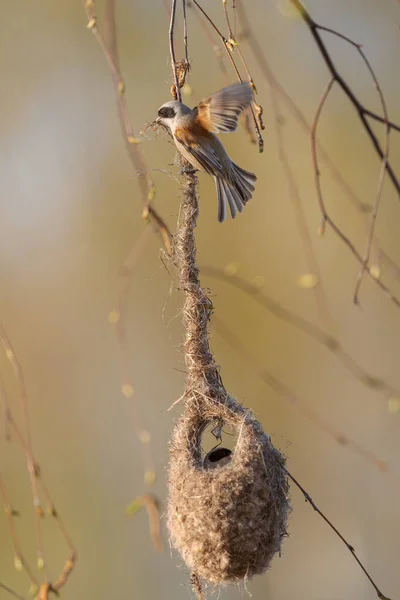 Penduline Tit Remiz Pendulinus Beatiful Special Perching Bird Building Unique — 스톡 사진