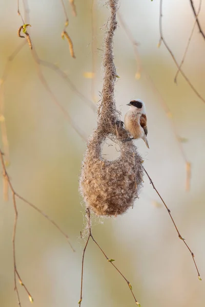 Penduline Tit Remiz Pendulinus Beatiful Special Perching Bird Building Unique — 스톡 사진