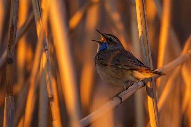 Bluethroat - Cyanecula svecica, Avrupa sazlıkları ve tatlı su kıyılarından güzel renkli utangaç tünemiş kuş, Morava nehri, Çek Cumhuriyeti.