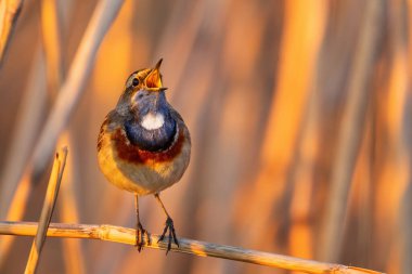 Bluethroat - Cyanecula svecica, Avrupa sazlıkları ve tatlı su kıyılarından güzel renkli utangaç tünemiş kuş, Morava nehri, Çek Cumhuriyeti.