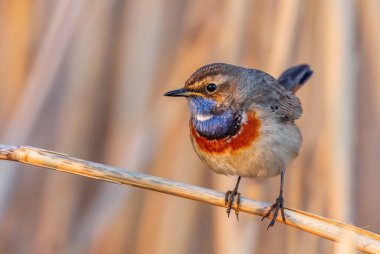 Bluethroat - Cyanecula svecica, Avrupa sazlıkları ve tatlı su kıyılarından güzel renkli utangaç tünemiş kuş, Morava nehri, Çek Cumhuriyeti.