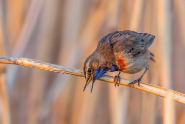 Bluethroat - Cyanecula svecica, Avrupa sazlıkları ve tatlı su kıyılarından güzel renkli utangaç tünemiş kuş, Morava nehri, Çek Cumhuriyeti.