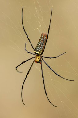 Dev Ağaç Örümceği - Nephila pilipes, Güneydoğu Asya ormanlarından ve ormanlık alanlardan gelen büyük renkli örümcek, Malezya.