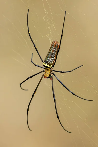 巨大的木制蜘蛛 尼泊尔皮利普斯 来自东南亚森林和林地的大型彩色蜘蛛 马来西亚 — 图库照片