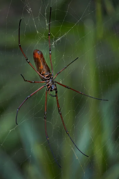 Black Wood Spider Nephila Kuhlii Vacker Stor Spindel Nätet Från — Stockfoto