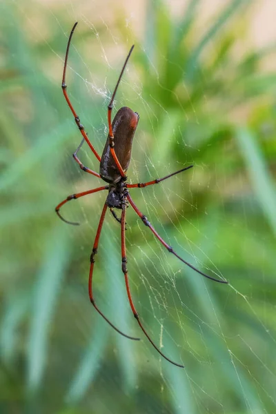 Black Wood Spider Nephila Kuhlii Чудовий Великий Павук Інтернеті Лісів — стокове фото