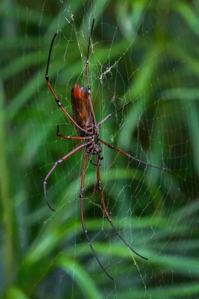 Black Wood Spider Nephila Kuhlii Чудовий Великий Павук Інтернеті Лісів — стокове фото