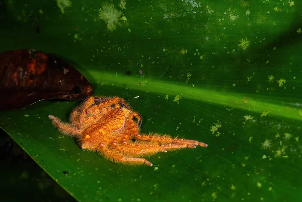 Ragno Cacciatore Heteropoda Davidbowie Bellissimo Grande Ragno Arancione Dal Sud — Foto Stock