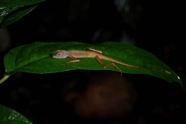 Dusky Earless Agama - Aphaniotis fusca, Güneydoğu Asya ormanları ve ormanlarından küçük mavi göz agaması, Mutiara Taman Negara, Malezya.