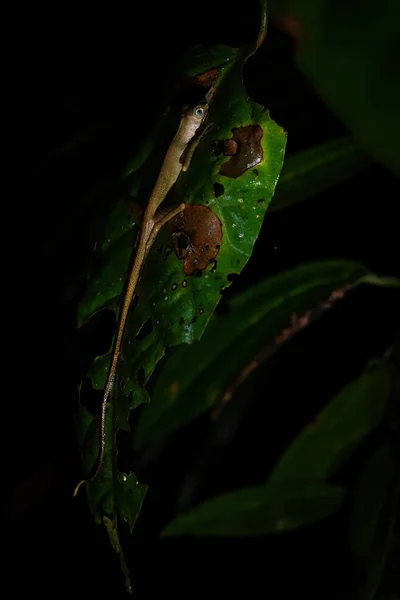 Dusky Earless Agama Aphaniotis Fusca Güneydoğu Asya Ormanları Ormanlarından Küçük — Stok fotoğraf