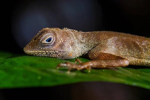 Dusky Earless Agama Aphaniotis Fusca Small Blue Eye Agama Southeast — стокове фото