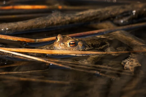 Κοινός Ευρωπαϊκός Βάτραχος Bufo Bufo Μεγάλος Βάτραχος Ευρωπαϊκών Ποταμών Και — Φωτογραφία Αρχείου