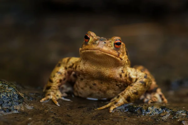 Wspólna Ropucha Europejska Bufo Bufo Duża Żaba Europejskich Rzek Jezior — Zdjęcie stockowe