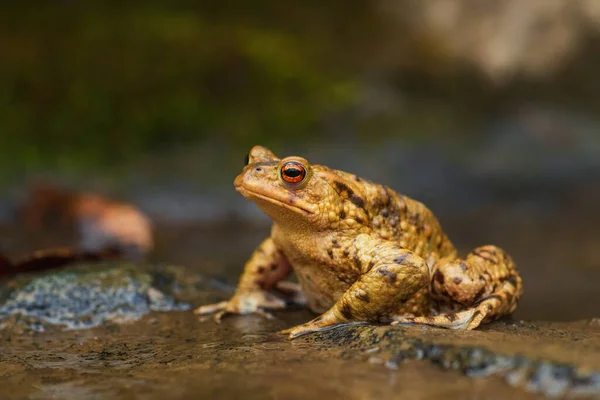 Wspólna Ropucha Europejska Bufo Bufo Duża Żaba Europejskich Rzek Jezior — Zdjęcie stockowe