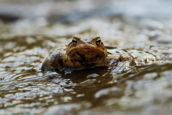 유럽의 일반적 두꺼비 유럽의 호수에서 개구리 공화국 — 스톡 사진
