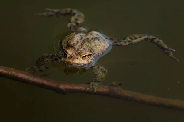 Wspólna Ropucha Europejska Bufo Bufo Duża Żaba Europejskich Rzek Jezior — Zdjęcie stockowe