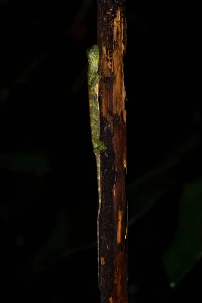 Pětičlenná Ještěrka Draco Quinquefasciatus Krásná Zelená Ještěrka Jihovýchodní Asie Lesy — Stock fotografie