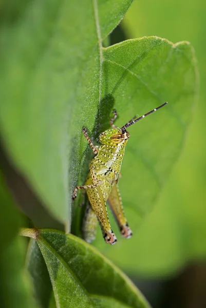 Saltamontes Asiáticos Xenocatantops Humilis Hermoso Saltamontes Grande Marrón Verde Del — Foto de Stock