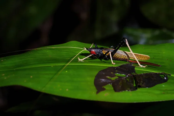 Katydiden Cricket Macroxiphus Sumatranus Große Farbige Cricket Aus Südostasiatischen Wäldern — Stockfoto