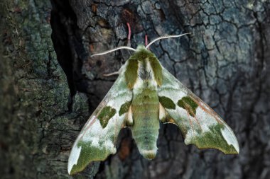 Limonlu Şahin Güvesi - Mimas tiliae, Avrupa ormanları ve ormanlarından güzel yeşil atmaca güvesi, Zlin, Çek Cumhuriyeti.