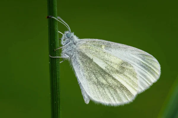 クリプティックウッドホワイト レプティデア ジュヴェルニカ ヨーロッパの牧草地や庭園からの小さな一般的な白い蝶 ズリン チェコ共和国 — ストック写真