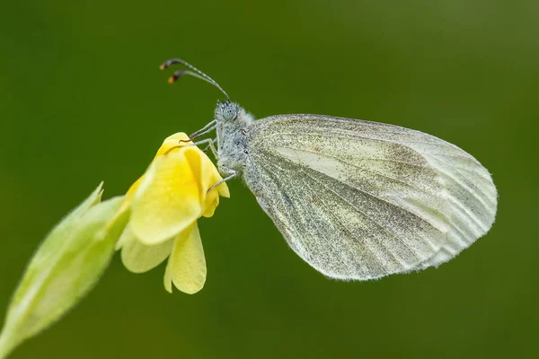 Cryptic Wood White Leptidea Juvernica Small Common White Butterfly European — Stock Photo, Image