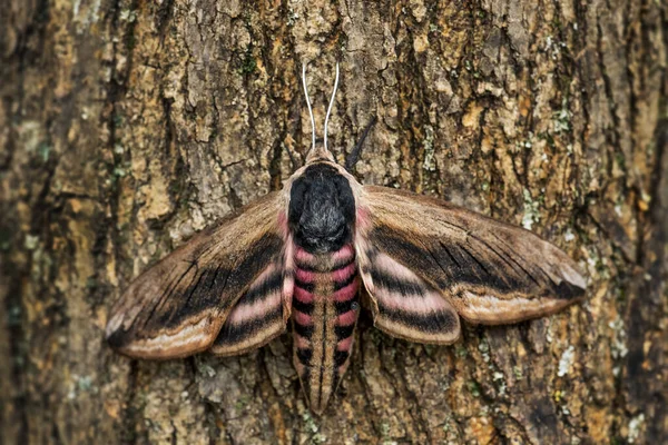 Privet Hawk Moth Sphinx Ligustri Beatiful Large Hawk Moth European — стоковое фото