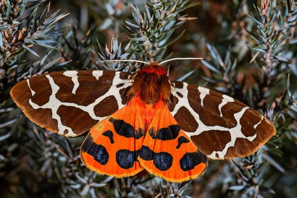 花园虎蛾 Arctia Caja 欧洲森林和林地的美丽彩色蛾 捷克共和国 兹林市 — 图库照片