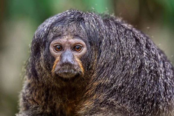 Guyana Saki Pithecia Pithecia Prachtige Zeldzame Verlegen Primaat Uit Zuid — Stockfoto