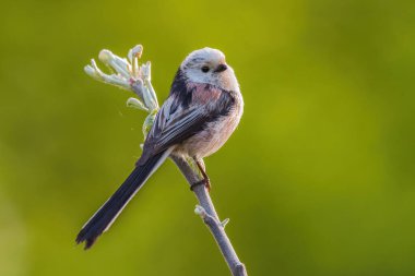 Long-tailed Tit - Aegithalos caudatus, beautiful perching bird from European forests and gardens, Zlin, Czech Republic.
