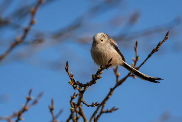 Длиннохвостый Тит Aegithalos Caudatus Красивая Окунь Европейских Лесов Садов Злин — стоковое фото