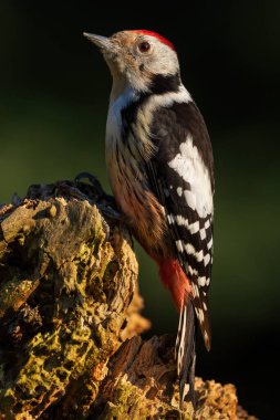 Ortanca Benekli Ağaçkakan - Leiopicus medius, Avrupa ormanları ve ormanlarından güzel nadir ağaçkakan, Zlin, Çek Cumhuriyeti.