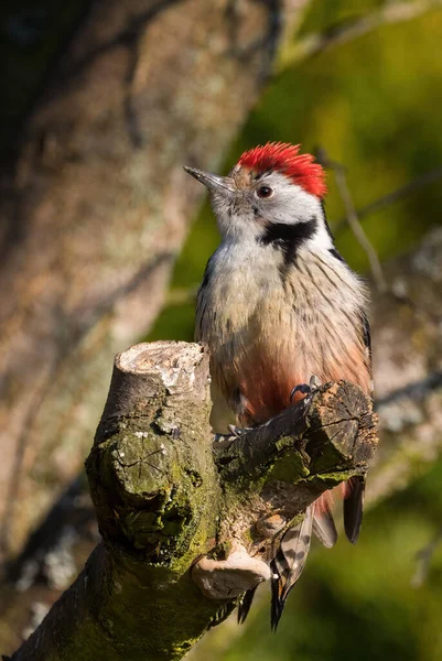 Ortanca Benekli Ağaçkakan Leiopicus Medius Avrupa Ormanları Ormanlarından Güzel Nadir — Stok fotoğraf