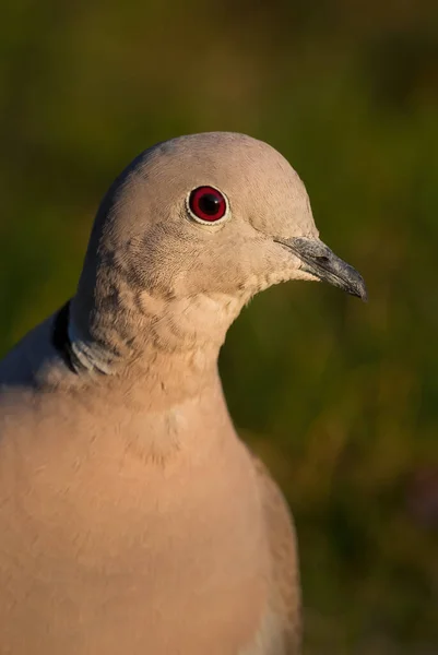 Eurasiatisk Collared Dove Streptopelia Decaocto Porträtt Vanlig Duva Från Europeiska — Stockfoto